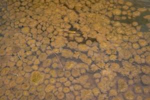 Yellow moss pond scum on waste water containment. The photo is suitable to use for nature background, wild life poster and botanical content media.