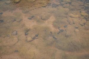 Yellow moss pond scum on waste water containment. The photo is suitable to use for nature background, wild life poster and botanical content media.