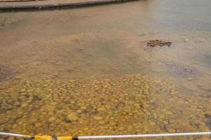 Yellow moss pond scum on waste water containment. The photo is suitable to use for nature background, wild life poster and botanical content media.