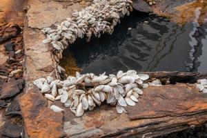 Close up shell growth up on the carbon steel plate on the rusty ship. The photo is suitable to use for environment poster and background.