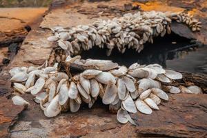 cerca arriba cáscara crecimiento arriba en el carbón acero plato en el oxidado barco. el foto es adecuado a utilizar para ambiente póster y antecedentes.