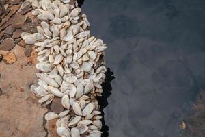 cerca arriba cáscara crecimiento arriba en el carbón acero plato en el oxidado barco. el foto es adecuado a utilizar para ambiente póster y antecedentes.