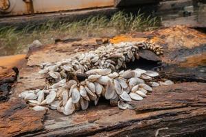 cerca arriba cáscara crecimiento arriba en el carbón acero plato en el oxidado barco. el foto es adecuado a utilizar para ambiente póster y antecedentes.