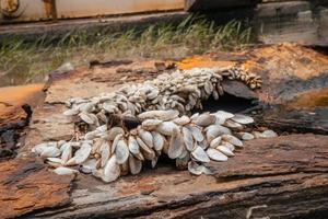 cerca arriba cáscara crecimiento arriba en el carbón acero plato en el oxidado barco. el foto es adecuado a utilizar para ambiente póster y antecedentes.