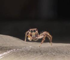 a spider with a sharp gaze photo