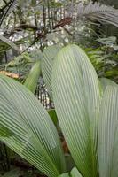 Texture and surface of green leaf wild plant on the tropical forest. Photo is suitable to use for nature background, botanical poster and nature content media.