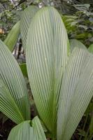 Texture and surface of green leaf wild plant on the tropical forest. Photo is suitable to use for nature background, botanical poster and nature content media.