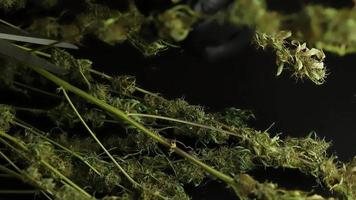 cannabis bourgeon En traitement pour détail. ouvrier dans gants garniture marijuana plante feuilles. cannabis affaires industrie