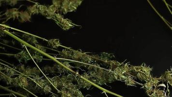 Marihuana kommerziell Geschäft Industrie. Mann schneidet Cannabis Anlage, Trimmen Knospen. wird bearbeitet von medizinisch Gras video