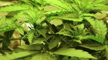 Cannabis Sativa Blätter Nahansicht. Marihuana Pflanze Vegetation video
