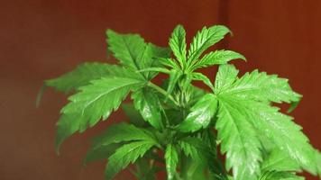 cannabis växt vattning, gödsling, grooming. växande medicinsk marijuana med thc video