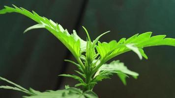 Cannabis Pflanze wachsend Zeitraffer. Vegetation Zeitraum von Marihuana wachsen. organisch Gras Produktion, medizinisch thc video