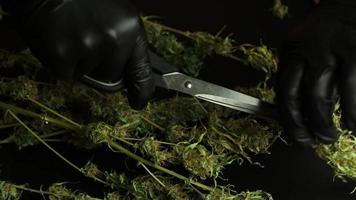Erzeuger trimmt Cannabis Pflanze. Marihuana Knospen Trimmen. wird bearbeitet und Trocknen Gras zum kommerziell verwenden. Cannabis Industrie video