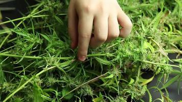 groß Marihuana Pflanze. Cannabis Knospen Ernte Tag, organisch Gras wachsen, Trimmen mit Schere video