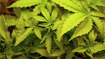 Close up cannabis marijuana plant moving and waving, medical drug use. Weed growing.