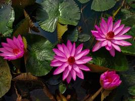 Pink Water Lily with leaf in ponds. photo