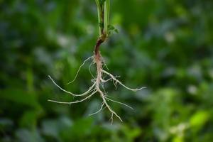 grifo raíz sistema de un planta foto