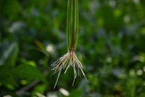 Fibrous root system of Rice plants photo