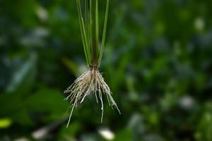 Fibrous root system of Rice plant photo