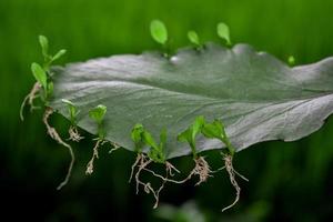 briofilo hoja con brotes algunos plantas crecer desde el hoja. asexual reproducción en plantas foto