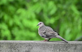 Closeup image of spotted Dove on green Background photo