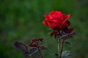 de cerca de un hermosa rojo Rosa en naturaleza foto