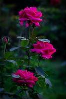 Pink rose in rose flower tree in green background photo