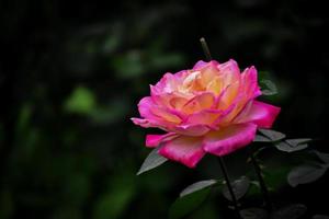 Garden spray Pink rose close up view photo