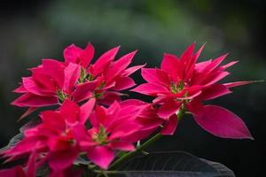 A close up of pink and red poinsettia flowers photo