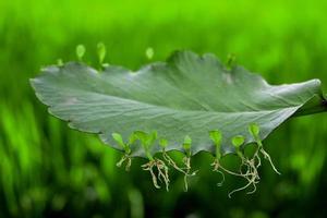 Leaf of Bryophyillum with buds. Some Plants grow from the leaf. Asexual reproduction on plant photo