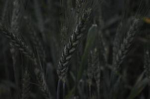 verde trigo campo panorama, trigo campo, cultivos campo foto