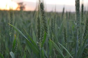 Green Wheat field panorama, wheat field, Crops field photo