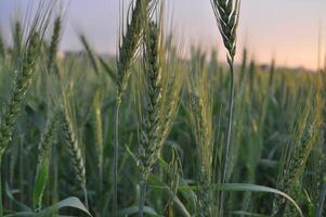 Green Wheat field panorama, wheat field, Crops field photo