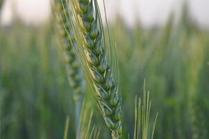 Green Wheat field panorama, wheat field, Crops field photo