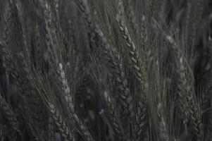 Green Wheat field panorama, wheat field, Crops field photo