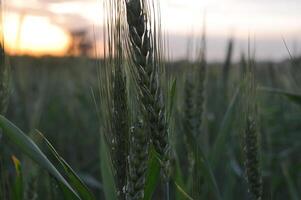 Green Wheat field panorama, wheat field, Crops field photo