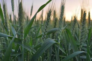 Green Wheat field panorama, wheat field, Crops field photo