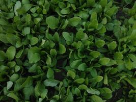 Spinach background full image, Green leaf vegetables for Asian cuisine photo