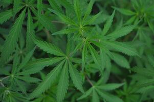 marijuana planta en ciernes al aire libre, un lleno marco de marijuana follaje foto