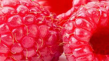 Pink Or Ripe Sweet European Red Raspberry Or Rubus Idaeus With Water Drops Close Up Macro Photography photo