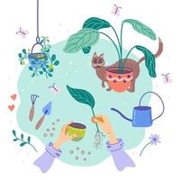 Vector illustration of flowers replanting, top view. Houseplant nursery and care concept.  Woman planting sprout. Gardening hobby. Life style flat lay with plants and cat.