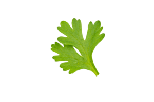 High definition of fresh green coriander leaf isolated on transparent background, salad leaf, PNG File.