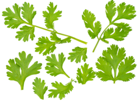 Set of fresh green coriander leaf isolated on transparent background, group of vegetable leaf, salad leaf, PNG File