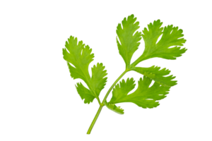 High definition of fresh green coriander leaf isolated on transparent background, salad leaf, PNG File.