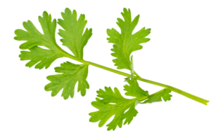 High definition of fresh green coriander leaf isolated on transparent background, salad leaf, PNG File.