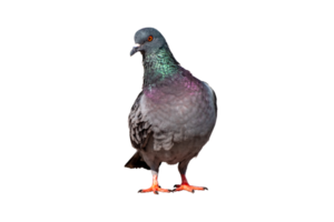 Full body of standing pigeon bird isolate on transparent background, PNG file