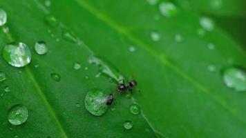 primo piano di una formica e afide su foglia con gocce d'acqua video
