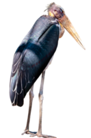 Full body standing of Lesser adjutant stork or Leptoptilos javanicus isolated on transparent background, PNG File, animal, bird,