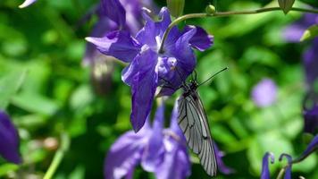 aporia crataegi, borboleta branca com veias negras em estado selvagem, em flores de aquilegia. video