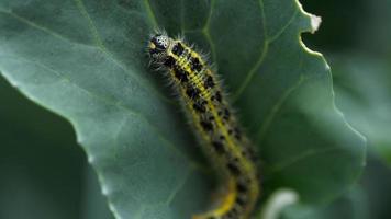 Caterpillar, papillon blanc du chou, Pieris brassicae, sur une feuille de chou video